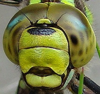 southern hawker